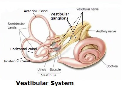 Vestibular_System.jpg